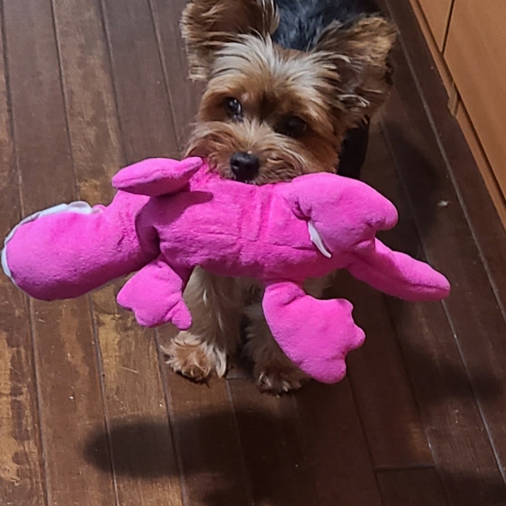 Meet your Posher, Maria